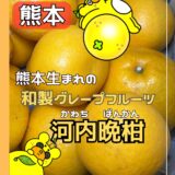 今が旬！和製グレープフルーツと言われる『河内晩柑』を知っていますか？＠熊本市・河内町