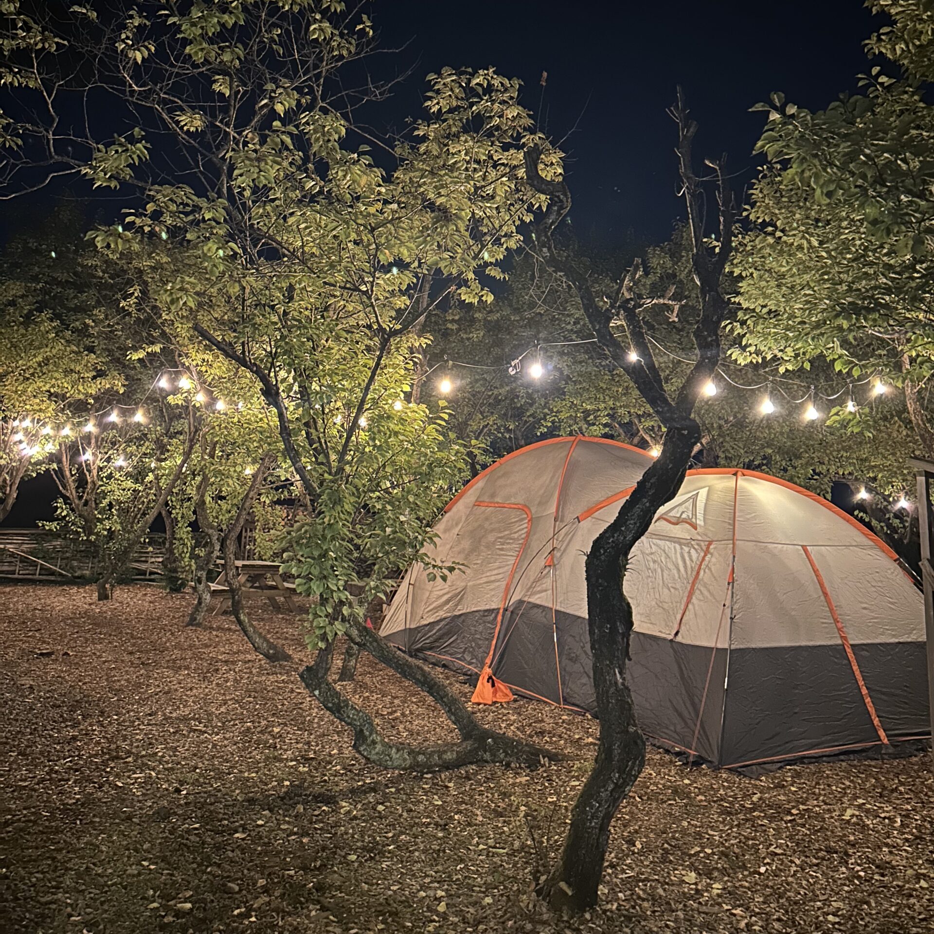 夜のキャンプ場